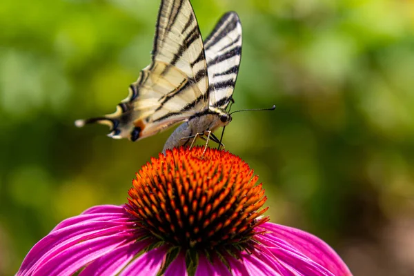 Pillangó egy virágon. A makrovirág beporzása közel van.. — Stock Fotó