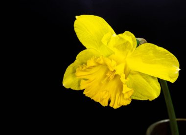 Siyah arka planda beyaz nergis. Filizlenen çiçek yakın bir fotoğraftır..