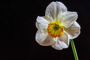 Siyah arka planda beyaz nergis. Filizlenen çiçek yakın bir fotoğraftır..