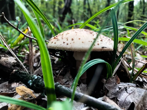 Een bospaddenstoel. Herfst paddenstoel. Paddenstoel in het gras. Paddenstoel in het bos — Stockfoto