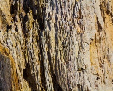 Eski tahta. Gevşek bir kütük. Yaşlı bir ağacın dokusu.