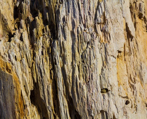 Eski tahta. Gevşek bir kütük. Yaşlı bir ağacın dokusu.