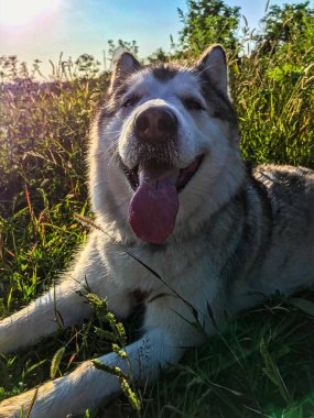 Köpek Malamute. Yorgun malamute yakın çekim. Malamute çimenlerde yatıyor..