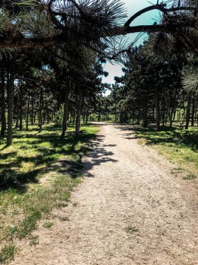 Parkta bir patika. Ormanda bir patika. Parktaki patika.