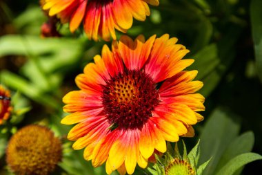 Vahşi gerberalar. Turuncu. Sarı kırmızı çiçekler. Doğada çiçekler