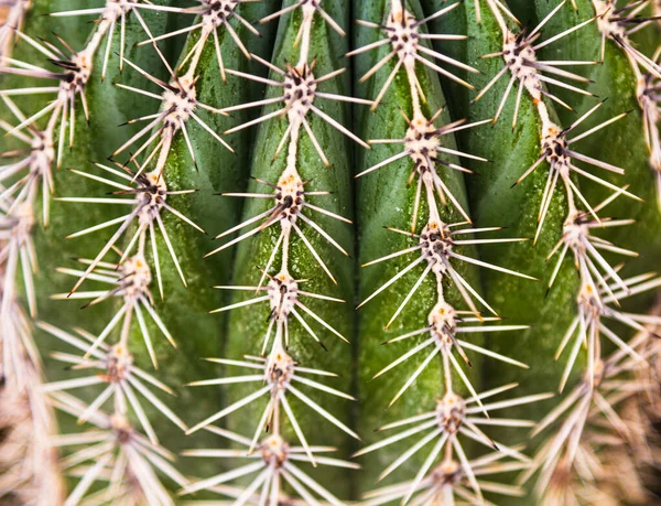 A kaktusz egy nagy tűterv. A kaktusz tűk közeliek.. — Stock Fotó