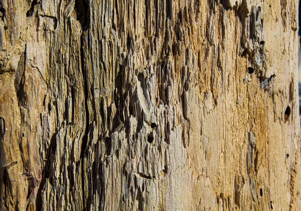 Old wood. Rotten wood. Wood after insects. Old stump. — Stock Photo, Image