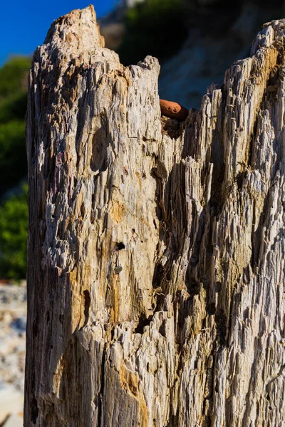 Old wood. Rotten wood. Wood after insects. Old stump. — Stock Photo, Image