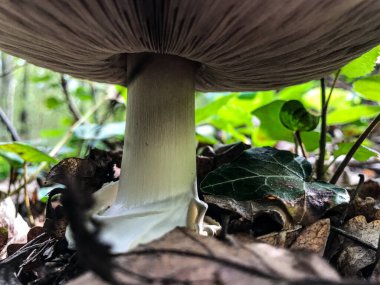 Orman mantarı. Ormanda mantar mantarı.