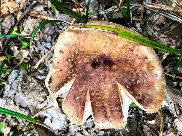 A forest mushroom. Mushroom mushroom in the woods. — Stock Photo, Image