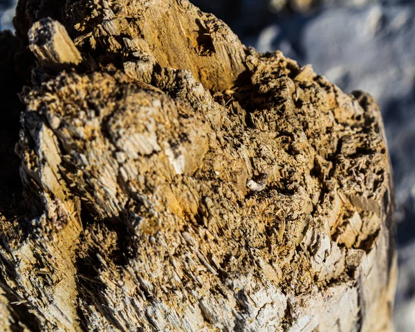 Old wood. Rotten wood. Wood after insects. Old stump. — Stock Photo, Image