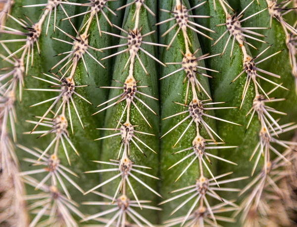 Cactus plant large frame . Green cactus. needle — Stock Photo, Image