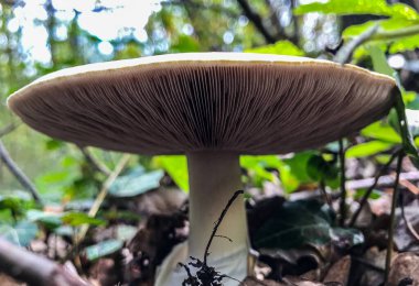 Orman mantarı. Ormanda mantar mantarı.