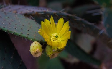 Kaktüs çiçekleri. Kaktüsün meyvesi. Kaktüs çiçek açıyor. Kaktüs meyvesini veriyor..