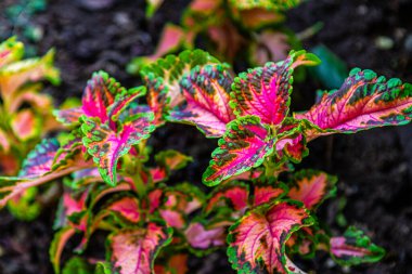 Plectranthus rengi çok renkli yapraklar bırakır.