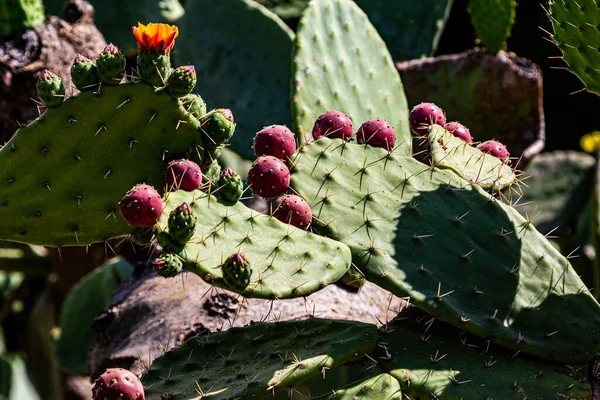 Cactus flowers. the fruit of the cactus. cactus is blooming. cactus is fruiting.