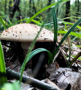 Orman mantarı. Ormanda mantar mantarı.