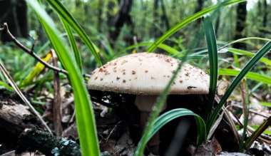 Orman mantarı. Ormanda mantar mantarı.