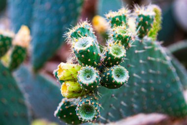Kaktüs çiçekleri. Kaktüsün meyvesi. Kaktüs çiçek açıyor. Kaktüs meyvesini veriyor..