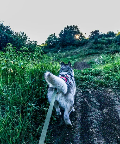 Melabisu dengan tali. Malamute outguly. Ikuti aku anjing. — Stok Foto