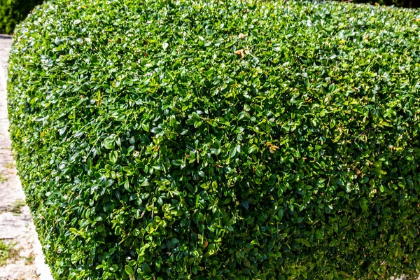 Bahçede bir çalı. Kesik çalılar. Kesinlikle çalı kesin..