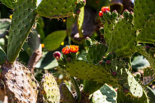 Cactus flowers. the fruit of the cactus. cactus is blooming. cactus is fruiting.