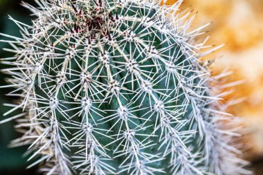 Bahçede çiçekler. Mor çiçekler. Bahçedeki Gerberas. Mor gerberalar.