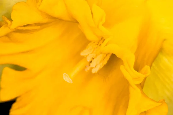 Imagem macro de uma flor de narciso. Flor foto — Fotografia de Stock
