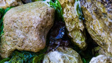 Bahçede çiçekler. Mor çiçekler. Bahçedeki Gerberas. Mor gerberalar.