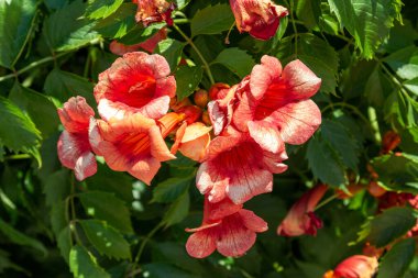 Ağaçtaki çiçekler. Çiçek açan bir ağaç. Ağaçtaki portakal çiçekleri.