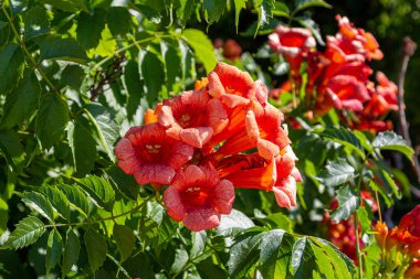 Ağaçtaki çiçekler. Çiçek açan bir ağaç. Ağaçtaki portakal çiçekleri.