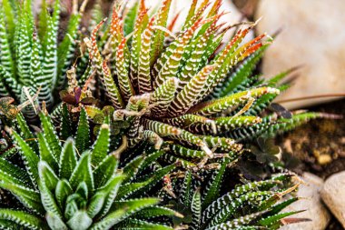 Lezzetli. Genç sulular. Kaktüs taşları ve sulu.