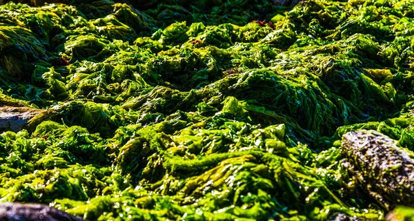 Algae. Algae on the shore. Sea greens. Green algae. — Stock Photo, Image