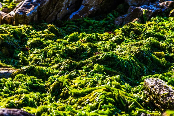 Algák. Alga a parton. Tengeri zöldségek. Zöld algák. — Stock Fotó