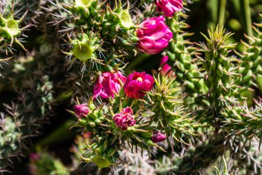 Çiçek açan kaktüs. Çiçekli bir kaktüsün yakın çekimi. Kaktüs çiçekleri.