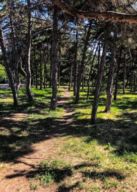 Kozalak Parkı. Çam ağaçlarıyla park et. Süslü bir park..