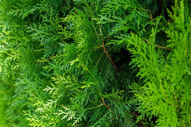 Kalın bitkiler. Bitki dokusu. Bitki filizleri. Kalın ot.