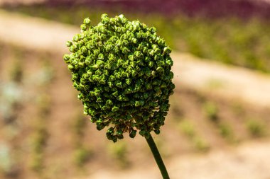 Tohum başı bir bitki. Bitkinin üzerindeki tohumlar. Yeşil tohumlar.