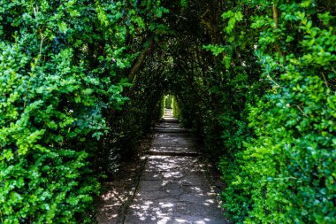 Parkta patikası olan çalılıklar. Kemer şeklinde çalılar. Parktaki kemer. Gölgeli bir yol.