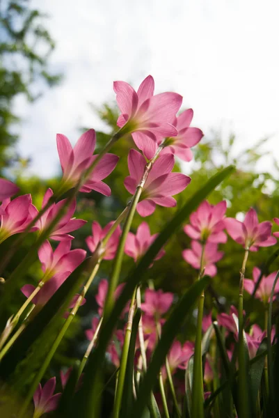 Flores rosa — Fotografia de Stock