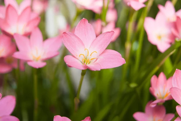 Blommor rosa — Stockfoto