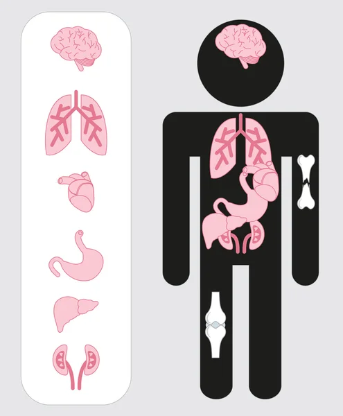 Ensemble d'icônes d'organes humains médicaux — Image vectorielle