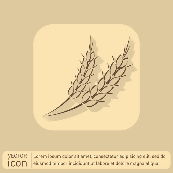 Wheat spike ears icon — Stock Vector