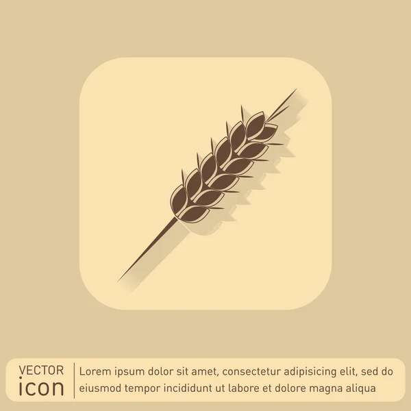 Wheat spike ears icon — Stock Vector