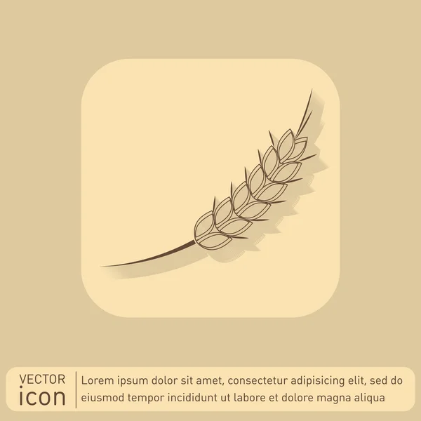 Wheat spike ears icon — Stock Vector