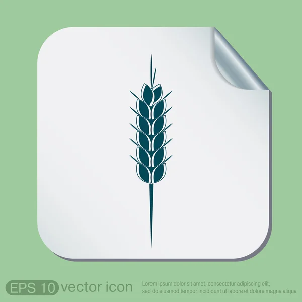 Wheat spike ears icon — Stock Vector