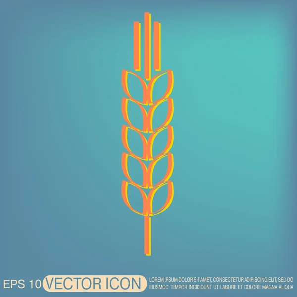 Wheat spike ear — Stock Vector