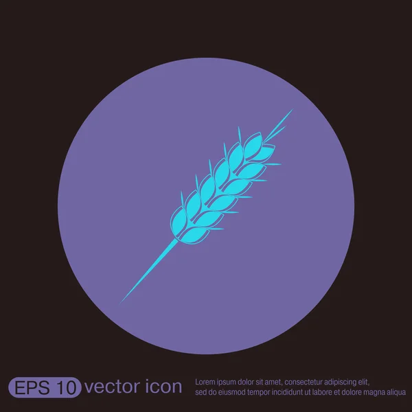 Wheat spike ears icon — Stock Vector