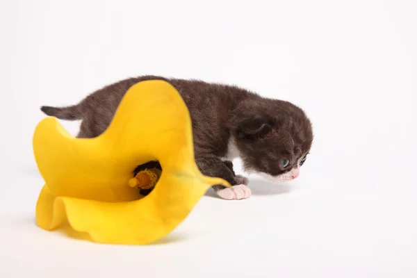 Scottish fold kattunge. kattunge på en vit bakgrund. — Stockfoto