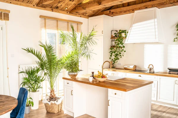 Designer white kitchen with a lot of home plants. Sun rays shining through the window. Wooden elements.
